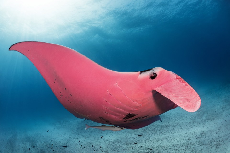  The stunning pink manta ray was spotted near Lady Elliot Island