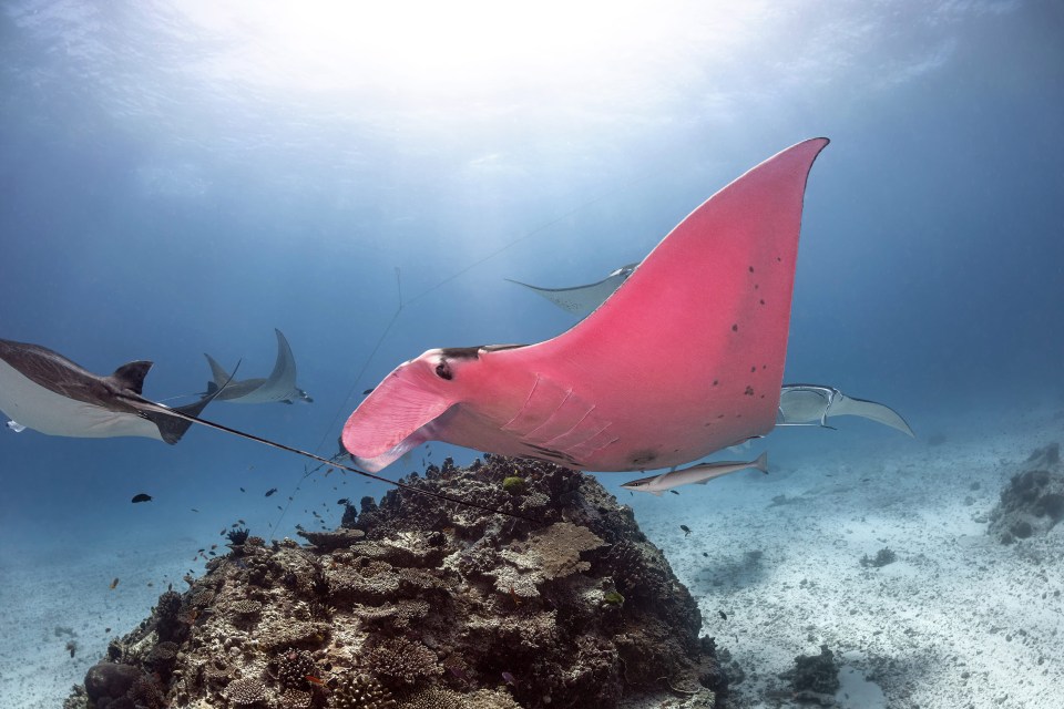  Scientists still can't explain why the manta ray has its strange pink hue