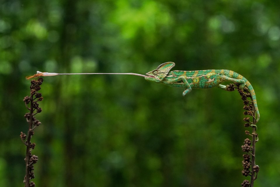  'Strike' by @georock888 - in Jakarta, Indonesia, a green and yellow coloured chameleon catches a dragonfly. The striking photograph shows the patient lizard balanced carefully in mid-air, with its tail wrapped around a plant, as its long tongue darts out to capture the unsuspecting insect on another nearby plant