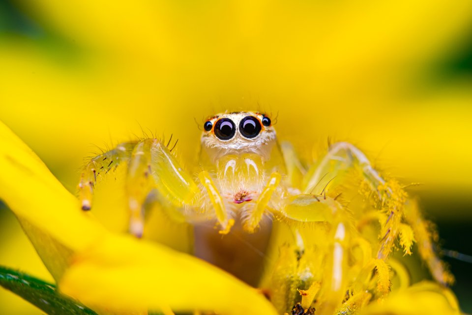  Yellow' by @achmadkamal92 - a Goldenrod Crab spider in Tangerang Selatan, Indonesia. The photo contest called for international photographers to submit their best nature shots for a chance to win $1,000 - and the finalists include entries from 24 countries