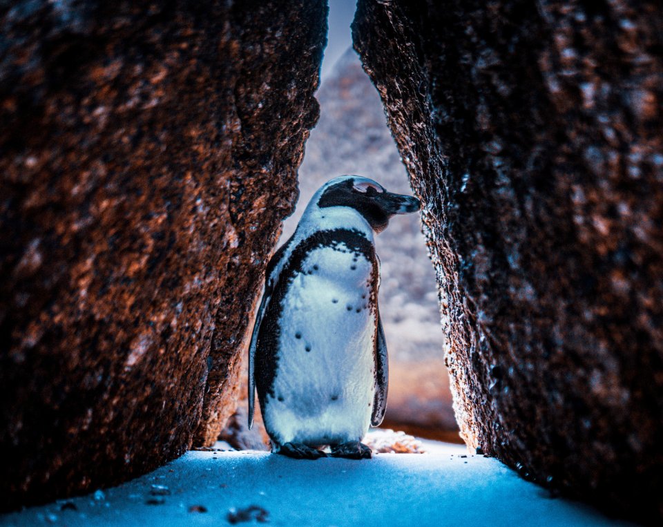  'Penguin' by @curtjam- a penguin takes shelter in Cape Town, South Africa. These waddling birds are a big tourist attraction, particularly at Boulders Beach, outside Cape Town. Unfortunately they are under threat from the loss of habitat, over-development and dwindling food sources