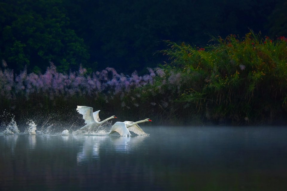  'Let's Fly Together' by @myatzawhein - swans take flight in Pyinoolwin, Myanmar