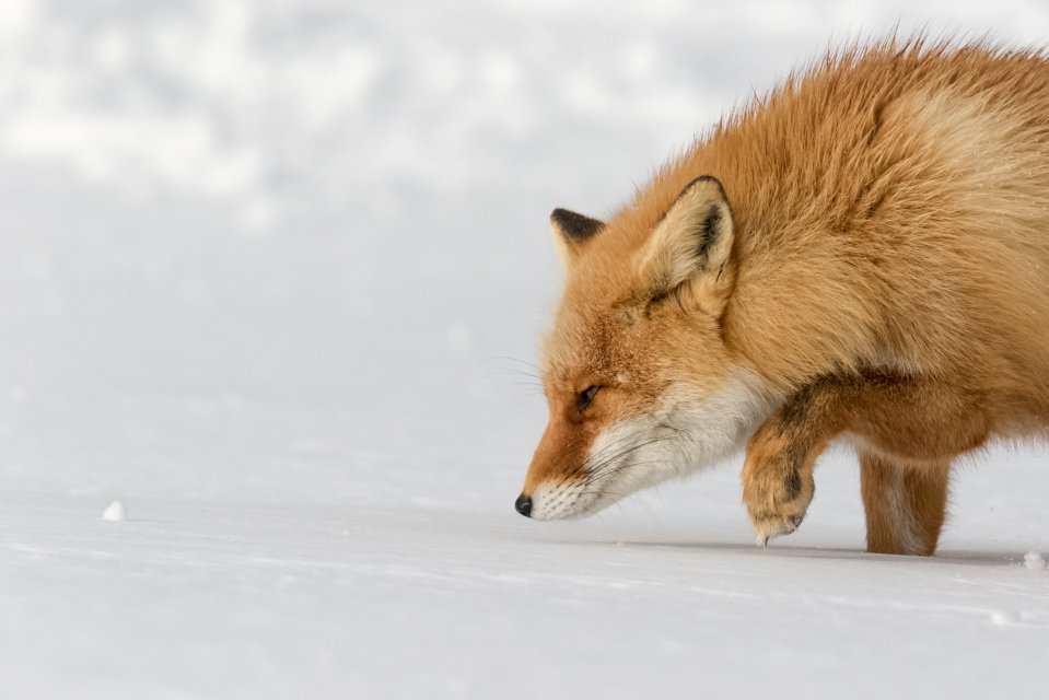  'Follow the tracks' by @heisen22 - this furry red fox was spotted treading cautiously through the snow in Rausu, Japan, in search of prey. They live in town and urban areas, and are apparently keen on salmon. Folklore in Japan ascribes wisdom and powerful magic to foxes, according to tourist websites