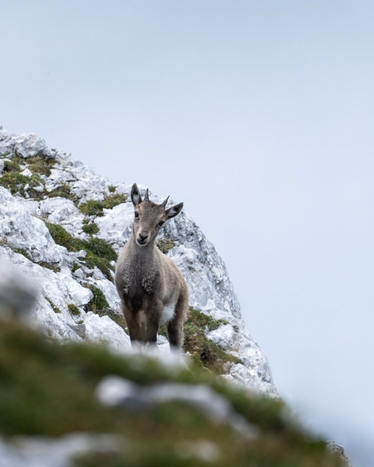  'Little bambi' by @jp.photoart -  a cute and very nimble goat is pictured atop a mountain in Belluno, Italy. Belluno is an area known for its mountains, lakes and - as can be seen above - rocky mountainsides