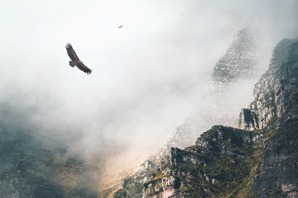  Big birds' by @nikopictures - this vulture flies gracefully above Bidarray, France. These birds of prey nest here