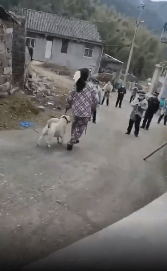  One woman takes the dog by it's leash towards an unknown fate