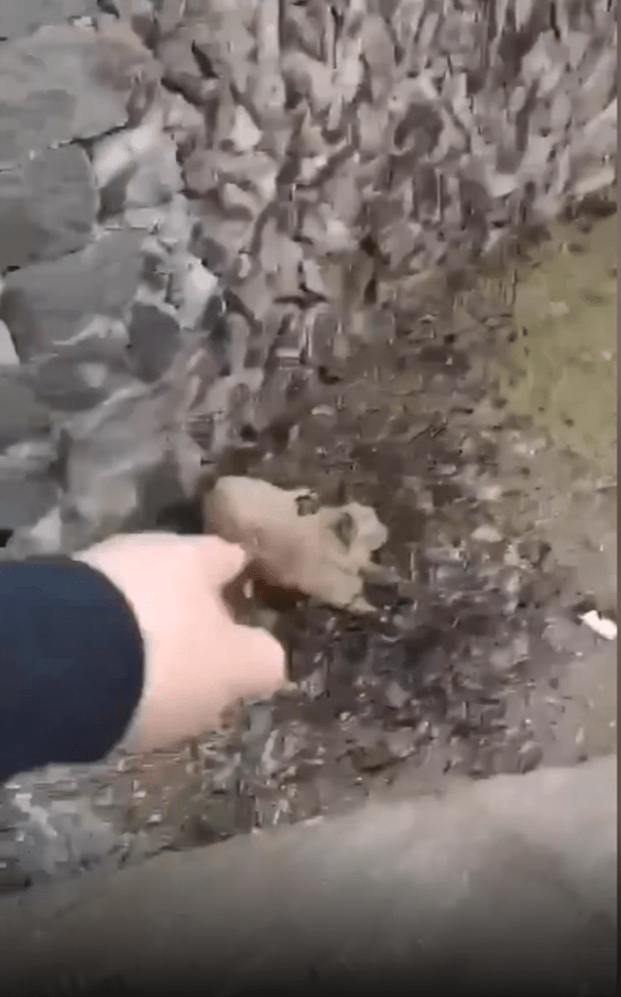  One man points towards the helpless dog lying on the ground