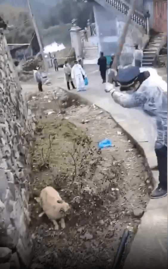  Another officer lifts his stick to beat the poor animal