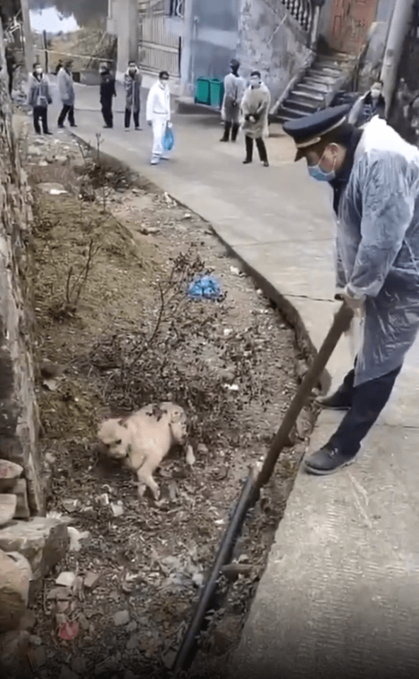  The dog is seen injured and helpless on the ground