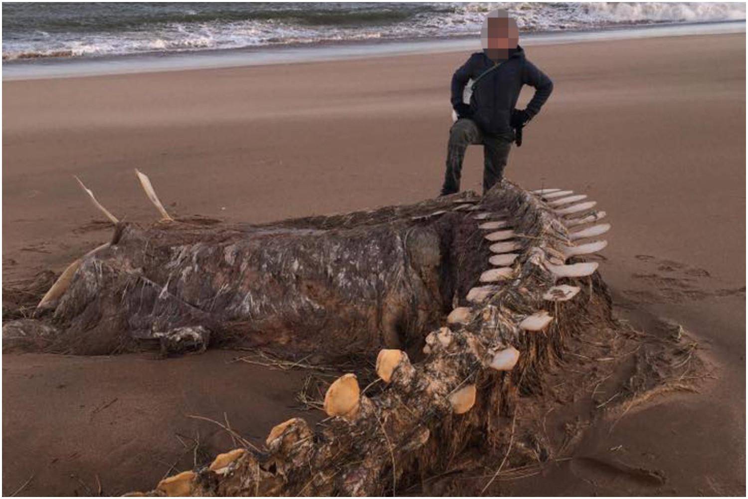  A mystery skeleton washed up on a Scottish beach in February 2020