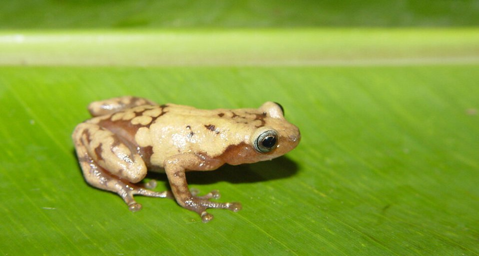  The common giant tree frog from Madagascar is one of many species impacted by recent climate change, researchers found