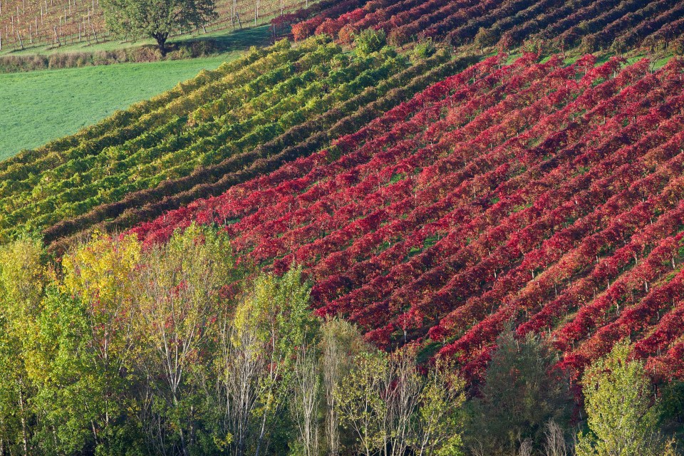  The Lambrusco vineyard in Castelvetro of Modena