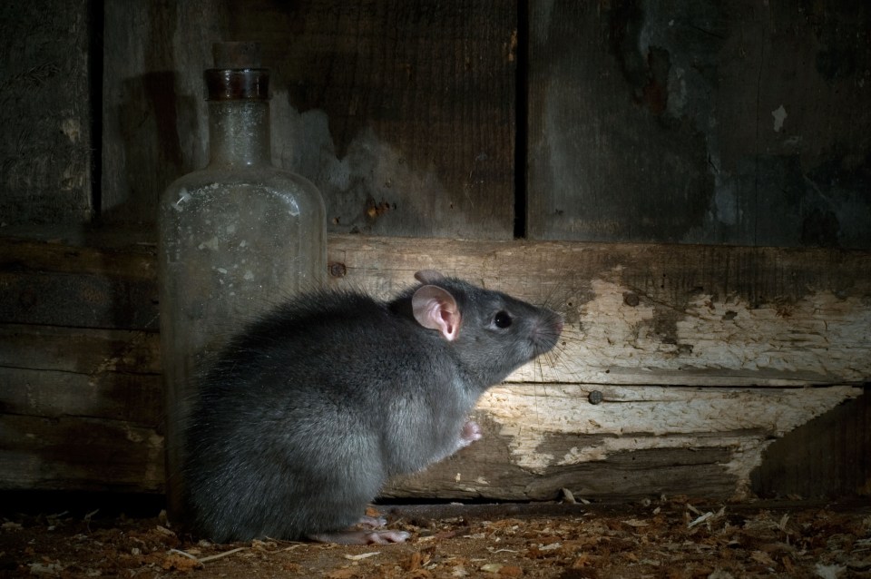 Hantavirus is transmitted to humans through rodents