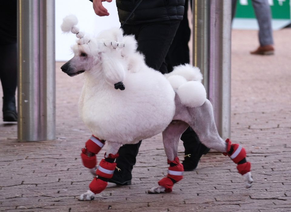  Dogs arriving on Day One of Crufts 2020 at the NEC Birmingham