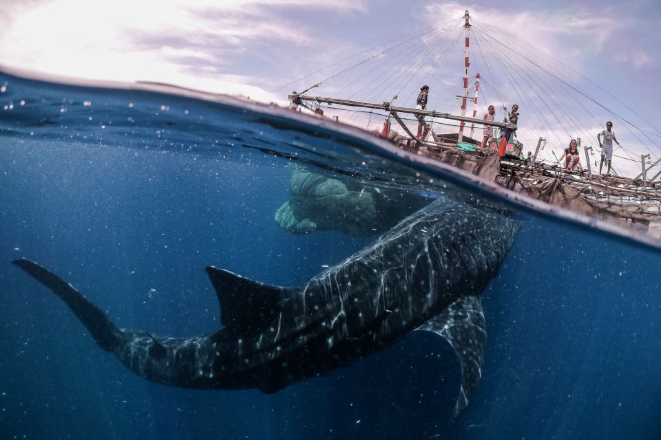 Children are surprised by a close encounter with a friendly whale shark