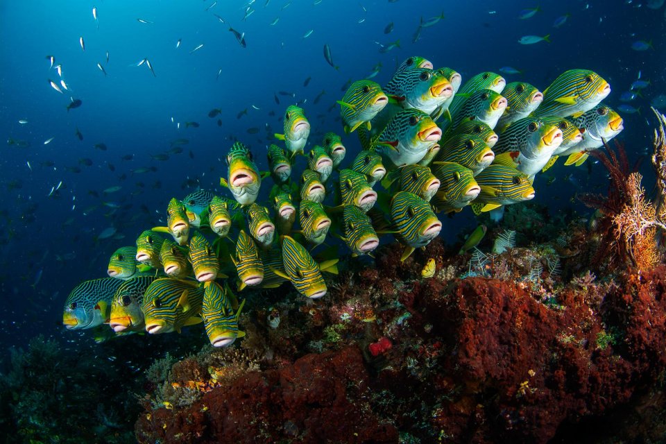 Sweetlips fish off the coast of the Raja Ampat Islands