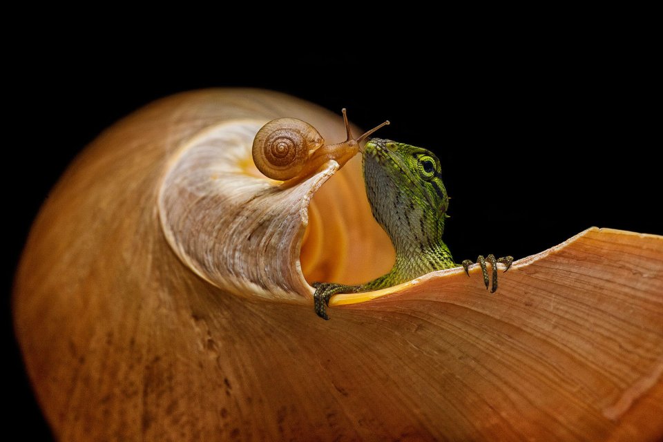 A lizard and a tiny snail kiss on a larger snail's shell in Indonesia