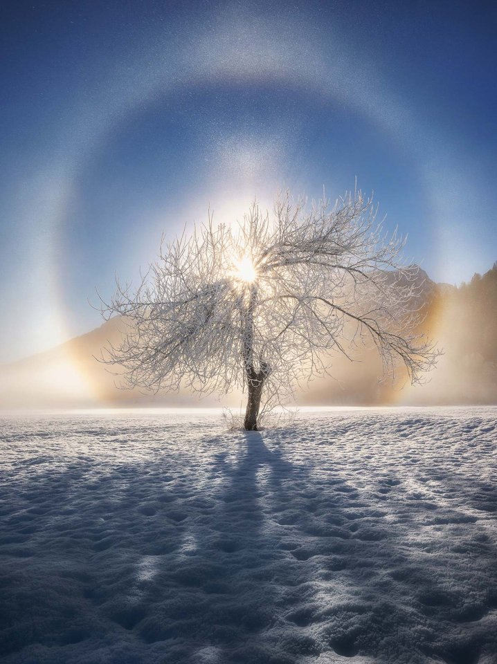 An ice halo around a tree in Ratec, Slovenia, by Ales Krivec