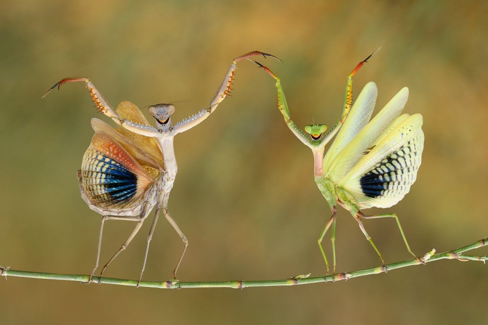  Two praying mantises dance on a twig in Cyprus