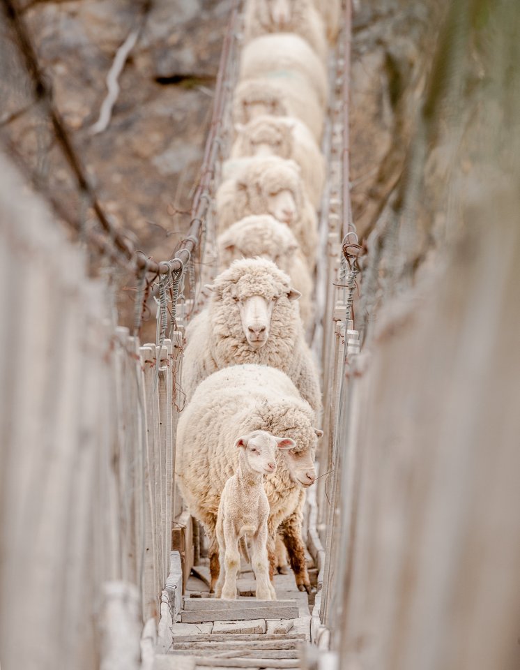 A lamb leads the sheep over a small bridge in Patagonia, Argentina