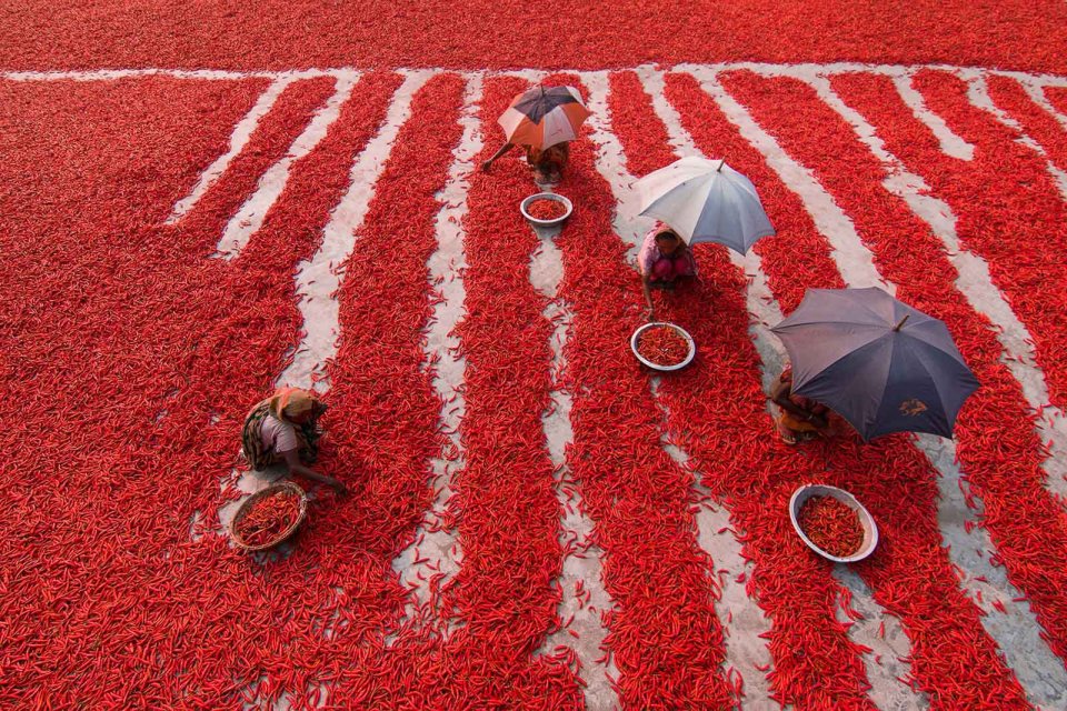 Labourers on a chilli pepper farm in the Bogra district, north Bangladesh