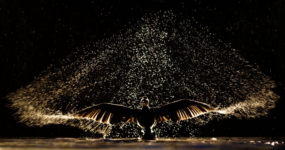 Droplets of water fill the air as a cormorant shakes its wings at Kiskunság National Park, Hungary