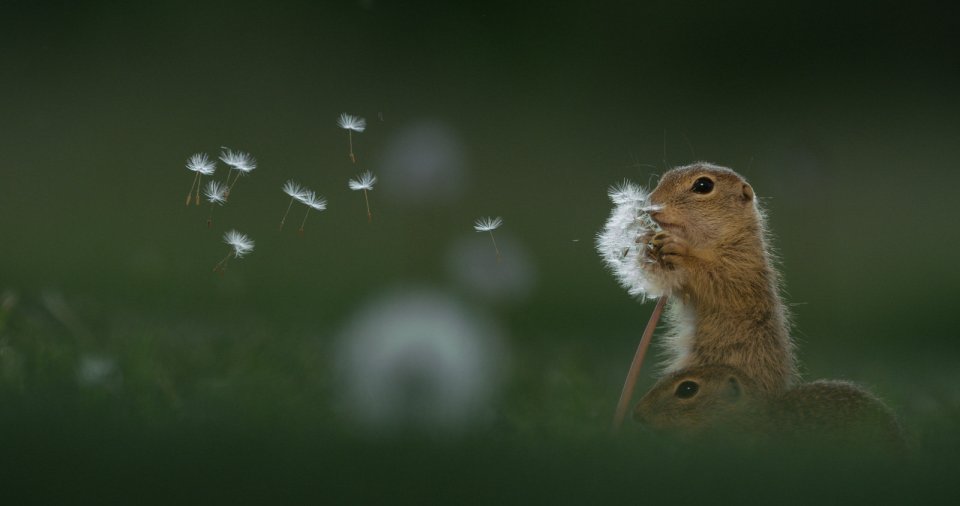  A European ground squirrel nibbling on a dandelion stalk