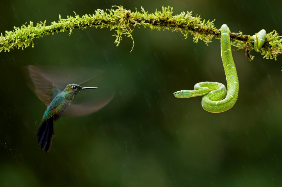  A green-crowned brilliant hummingbird goes eye to eye with a green pit viper