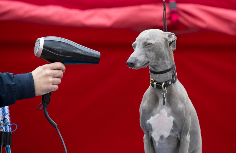  Celebrating canines from all over the world, Crufts 2020 saw pooches put through their paces