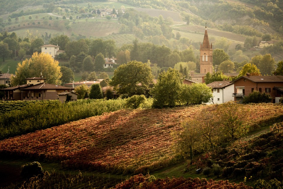  The vineyards of Lambrusco Grasparossa pictured in autumn in Castelvetro, Modena