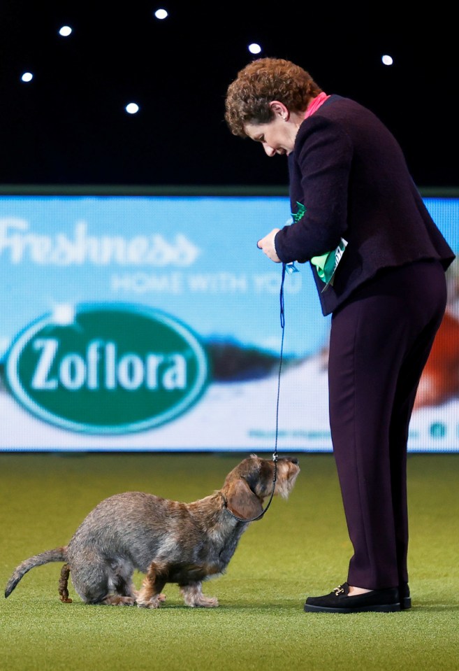  Maisie had to go to the toilet during her victory lap at Crufts