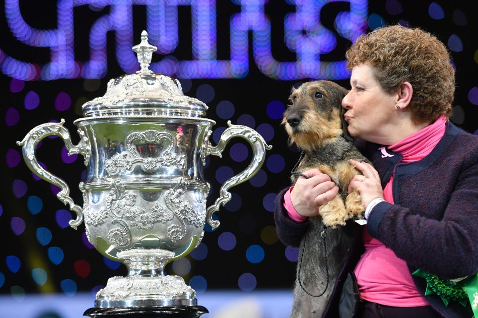  Wire-haired dachshund Maisie won Best In Show at Crufts 2020