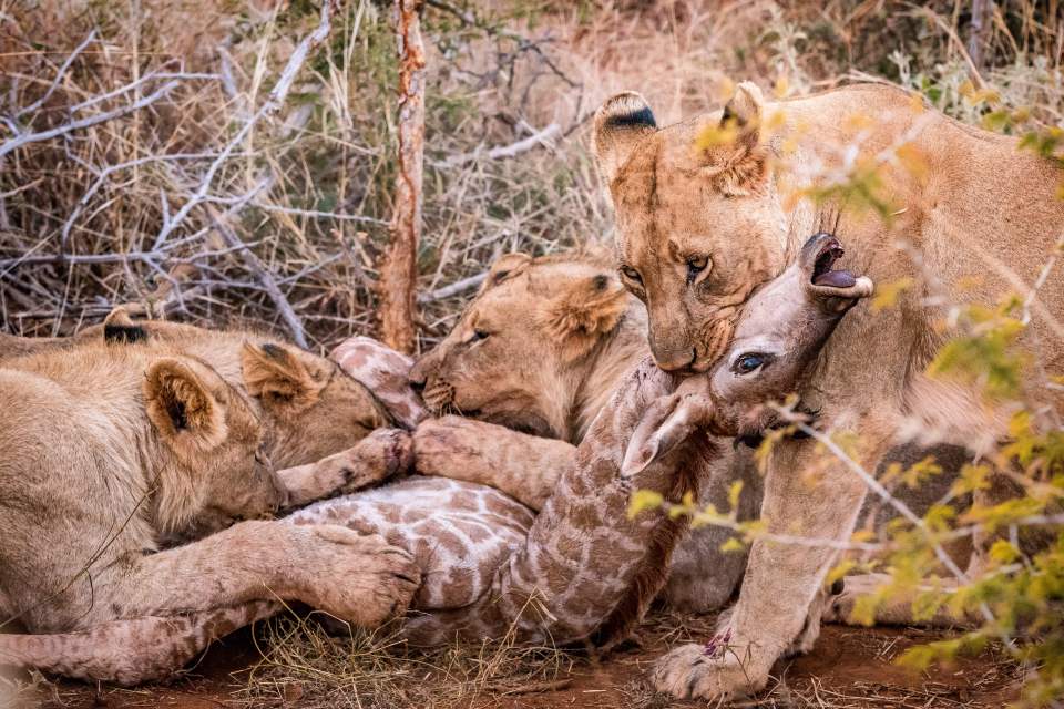  The lions tear the poor infant giraffe apart