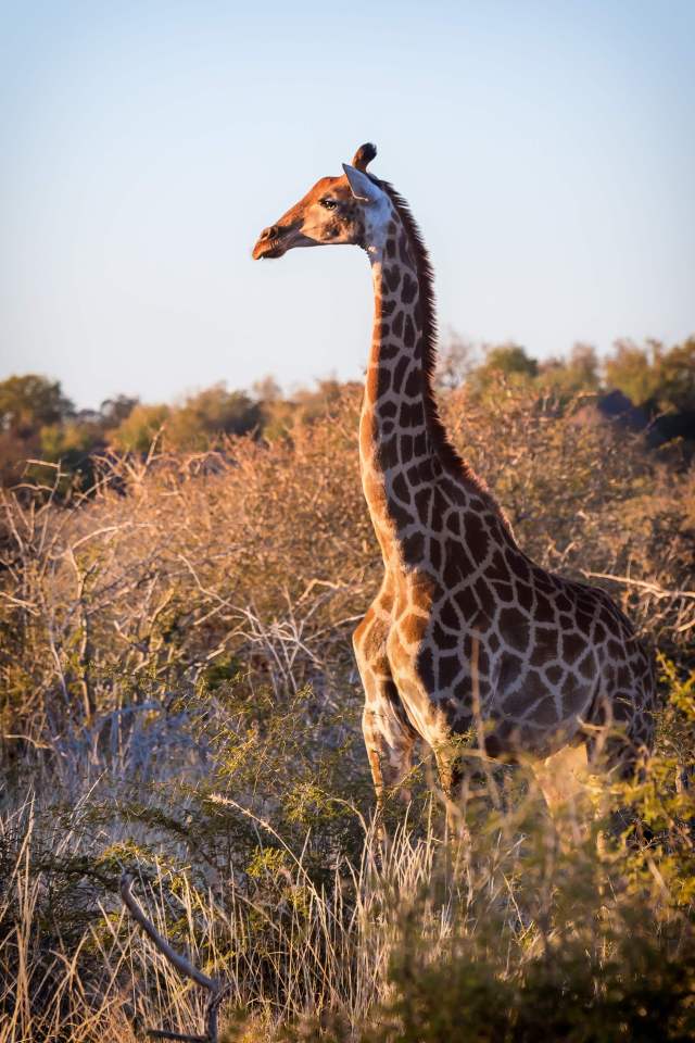  The giraffe's mother looks on sadly moments before realising that her child was being murdered