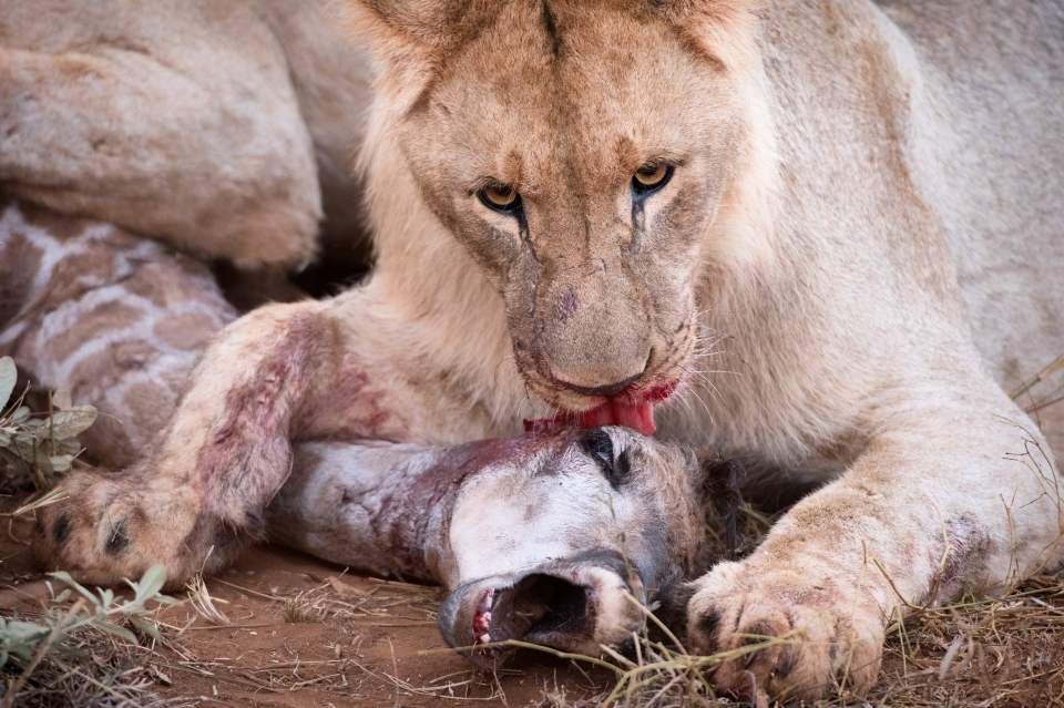  A lion tongues its catch in the giraffe's dying moments