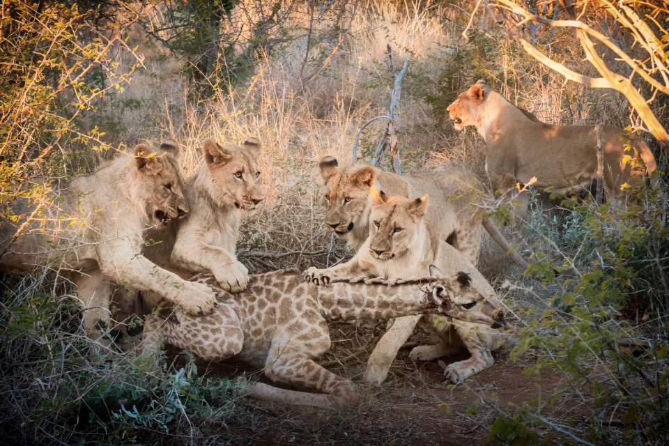  The five lions pin down the giraffe, which tried to escape multiple times