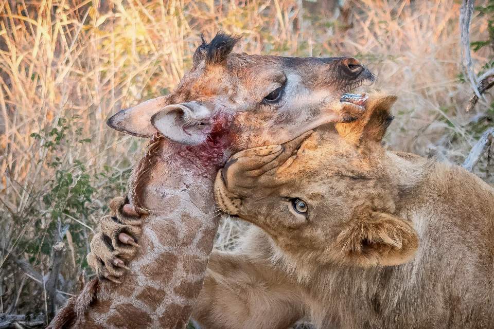  The photographer said he will never forget 'the sloppy sound of blood-moistened tongues lapping up flesh'