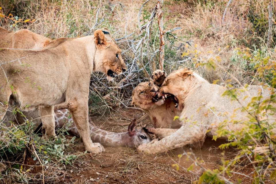  The lions roar while killing the giraffe