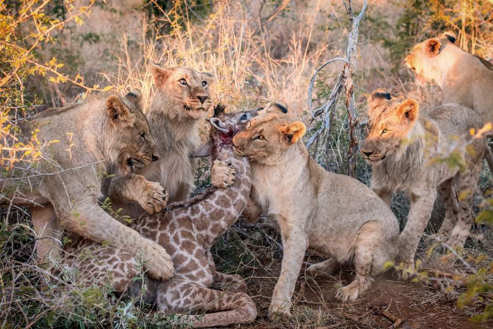  A lioness cub delivers the killing blow to the neck