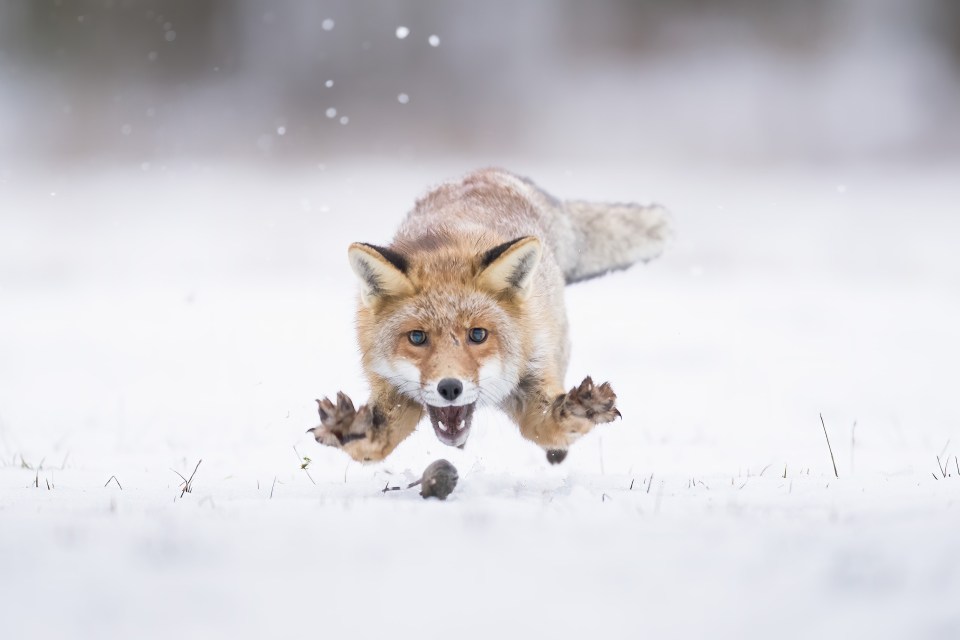 The dramatic moment a fox leapt onto a mouse in the snow was captured by German photographer Johnny Krüger