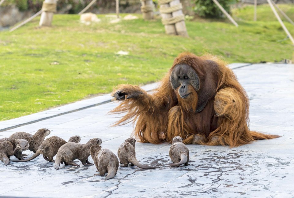  While dad, Ujian, loves to grab the attention of the cute crowd and entertain them as a large group