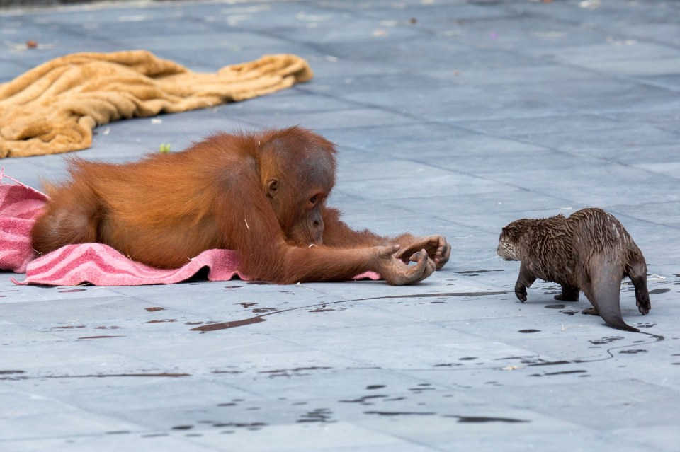  The two species, who are usually found world’s apart, became firm friends when staff at the zoo decided to run the otter’s river through the orangutan’s territory