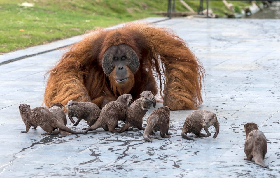  Three orangutans at Pairi Daiza zoo, Belgium, developed a 'special bond' with the otters