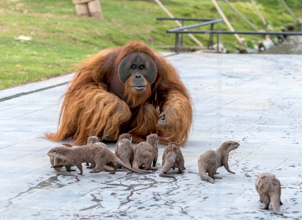  An orangutan says hello to his new little friends — a family of otters