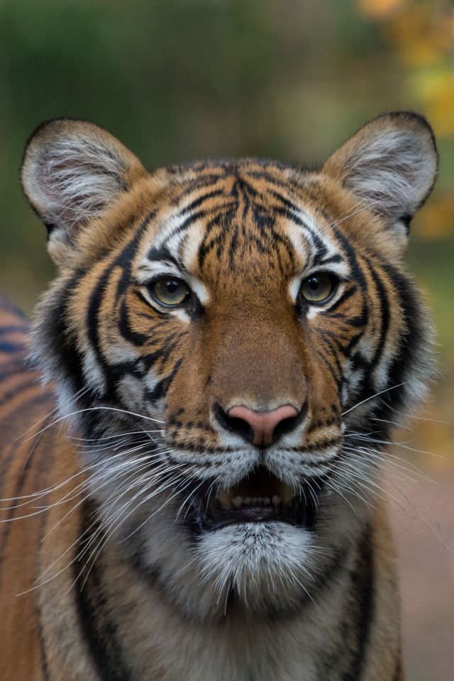  Nadia, a Malayan tiger at the Bronx Zoo, tested positive for coronavirus