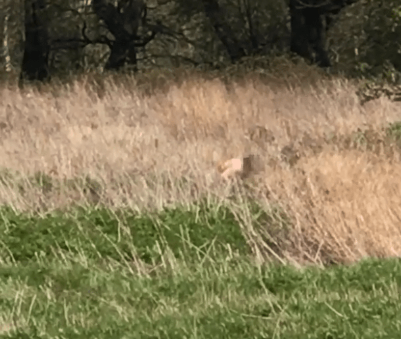  Two people were filmed 'having sex' in a park in Croydon at the weekend