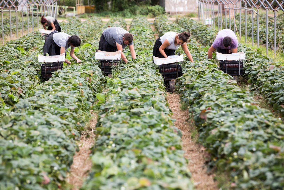 Picking vegetables is seen as a difficult or unattractive job among many Brits