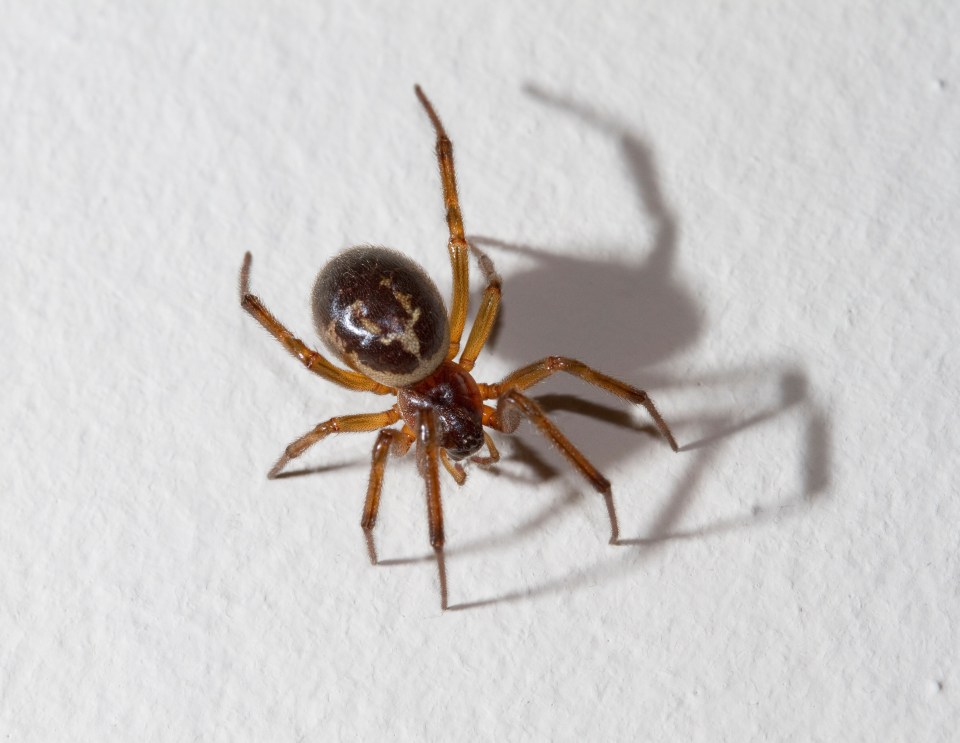  False widow spiders are Britain's most poisonous arachnid