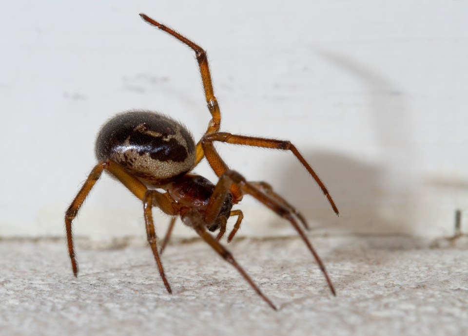  Shocked homeowners report on social media that they've stumbled upon an influx of false widow spiders while clearing out their sheds and garages during lockdown