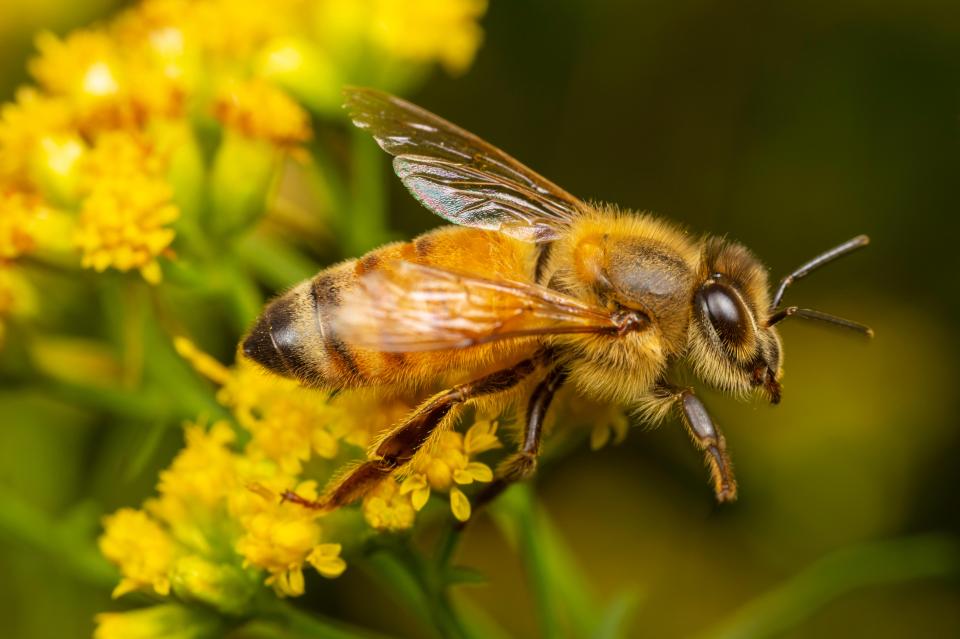  If you'd like to draw bees in your window place some blue flowers on the balcony